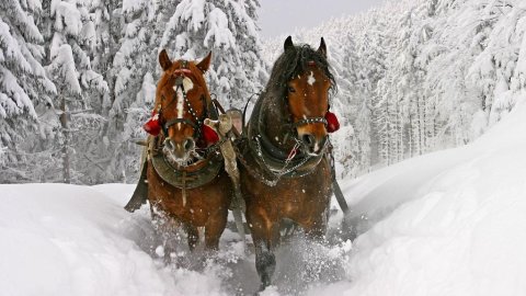 KULIGI ŚWIĄTECZNE VIP W ISTEBNEJ - 26,27,28,29.12.2019 + ZABAWA w Karczmie - Sylwestrowo.pl KULIGI ŚWIĄTECZNE VIP W ISTEBNEJ - 26,27,28,29.12.2019 + ZABAWA w Karczmie - Sylwester