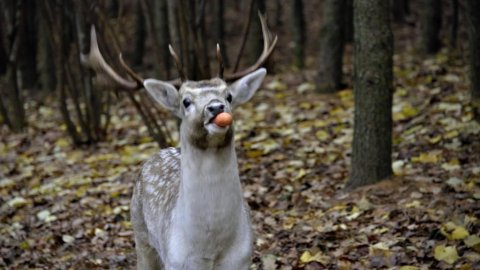 DOM NA MAZURACH WSRÓD DANIELI - Sylwestrowo.pl DOM NA MAZURACH WSRÓD DANIELI - Sylwester