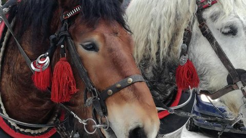 Kulig Tradycyjny z gawędziarzem SZCZYRK | Styczeń,Luty,Marzec 2020 - Sylwestrowo.pl Kulig Tradycyjny z gawędziarzem SZCZYRK | Styczeń,Luty,Marzec 2020 - Sylwester