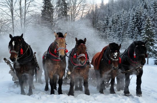 Świąteczne kuligi w Brennej