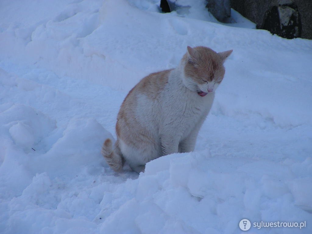 zimowa zaduma kota